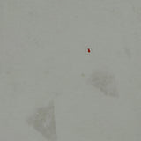 Dickies T-Shirt - Medium White Cotton