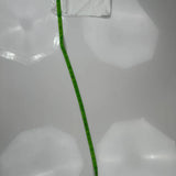 True Religion Mini Denim Shorts - 32W US 8 White Cotton