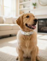 Anypet Dog Collar Leash Set– White Rope Lead for Training & Walking