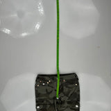True Religion Camo Cargo Pants - 28W US 4 Camo Cotton