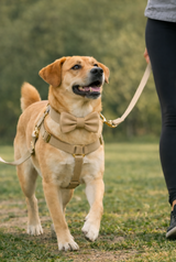 Anypet Custom Velvet Dog Collar Leash Set – Khaki Stylish Pet Accessory