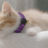 Anypet Small Dark Purple Cat Collar with Safety Buckle, Bell & Durable Adjustable Strap – Stylish Comfortable Pet Accessory for Cats