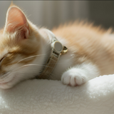 Anypet Stylish Brown Cat Collar Large Size Adjustable Pet Collar With Safety Buckle Bell Durable Strap Comfortable Cat Neck Accessory