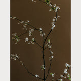 Branches and Blossoms - 5