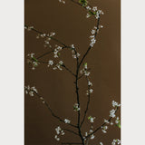 Branches and Blossoms - 5