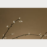 Branches and Blossoms - 6