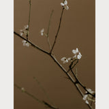 Branches and Blossoms - 7