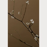 Branches and Blossoms - 7