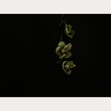 Founders Collection - 6