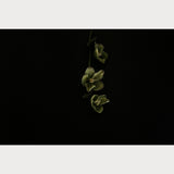 Founders Collection - 6