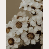 Founders Collection - 8