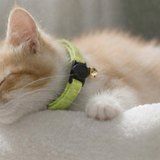 Anypet Small Neon Green Cat Collar with Safety Buckle, Bell & Durable Adjustable Strap – Stylish Comfortable Pet Accessory for Cats