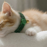 Anypet Stylish Dark Green Cat Collar – Large Size with Safety Buckle, Bell & Durable Strap