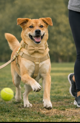 Anypet Custom Velvet Dog Collar Leash Set – Khaki Stylish Pet Accessory
