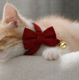 Anypet Stylish Cherry Red Bow Cat Collar – Small Size with Safety Buckle, Bell & Durable Strap