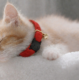 Anypet Large Cherry Red Cat Collar with Safety Buckle, Bell & Durable Adjustable Strap – Stylish Comfortable Pet Accessory for Cats