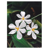 Kati Kaia Revive Natural Skincare Tonics