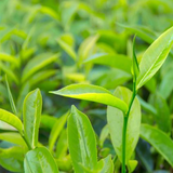 Tea Tree Pure Essential Oil - 17mL & 60mL sizes | Fair Trade + Ethically Sourced