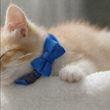 Anypet Stylish Blue Bow Cat Collar – Large Size with Safety Buckle, Bell & Durable Strap