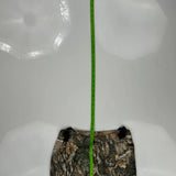 Mossy Oak Camo Cargo Pants - 30W 30L Camo Cotton Blend