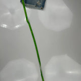 True Religion Denim Shorts - 34W US 8 Blue Denim