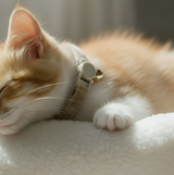 Anypet Stylish Brown Cat Collar – Small Size with Safety Buckle, Bell & Durable Strap