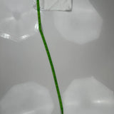 True Religion Mini Denim Shorts - 32W US 8 White Cotton