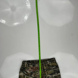 Realtree Camo Shorts - 31W 9L Camo Cotton