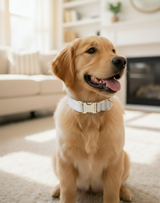 Anypet Dog Collar Leash Set– White Rope Lead for Training & Walking