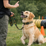 Anypet Dog Collar and Leash Set – Black Sunflower Harness Lead for Training & Walking