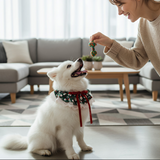 ANYWAGS Christmas Pet Collar – Green Santa Hat, Lace Silk Scarf for Dogs & Cats Holiday Accessories
