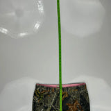 Mossy Oak Camo Cargo Pants - 32W US 8 Camo Cotton Blend