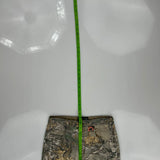 Realtree Camo Cargo Pants - 29W 29L Camo Cotton