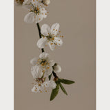 Branches and Blossoms - 1