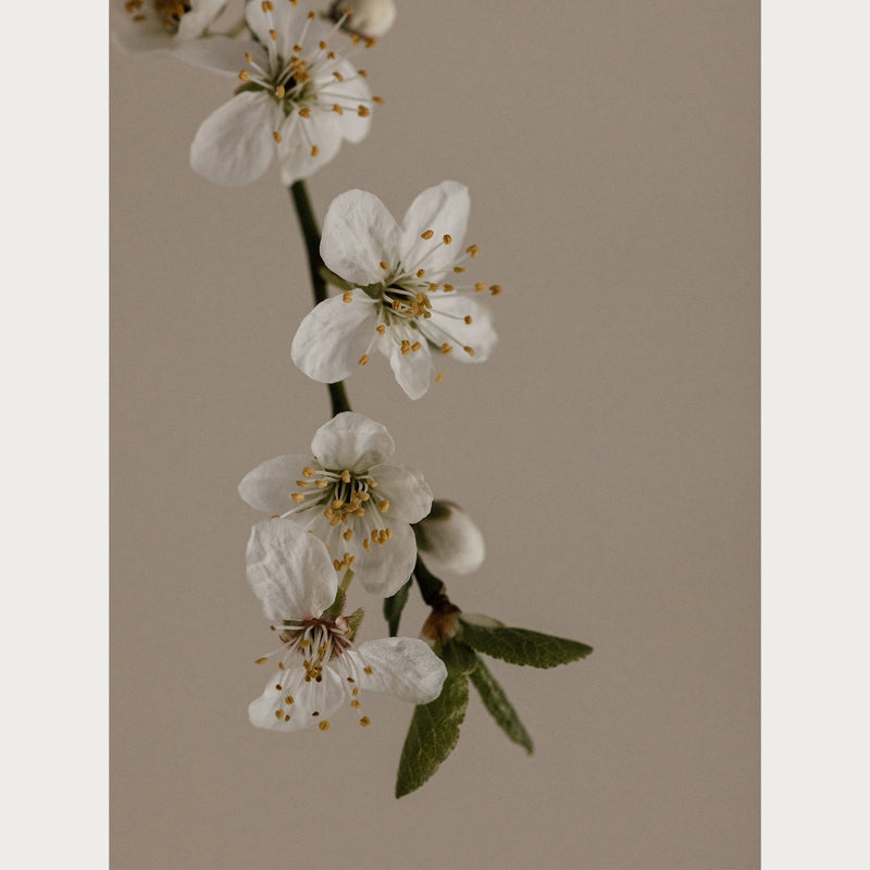 Branches and Blossoms - 1