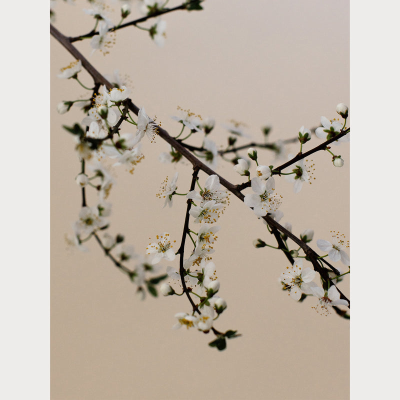 Branches and Blossoms - 2