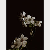 Branches and Blossoms - 3