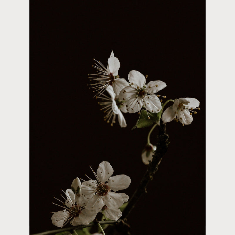 Branches and Blossoms - 3