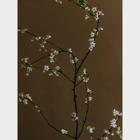 Branches and Blossoms - 5