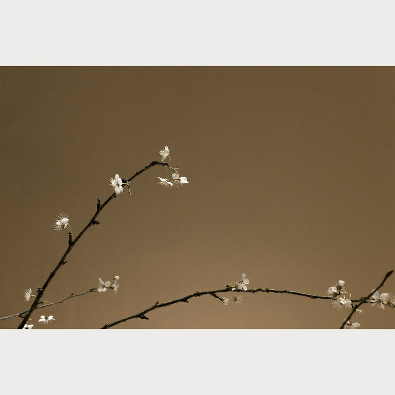 Branches and Blossoms - 6