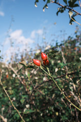 Vitamin Boost Facial Cleanser