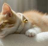Anypet Stylish Off White Cat Collar – Small Size with Safety Buckle, Bell & Durable Strap