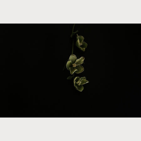 Founders Collection - 6