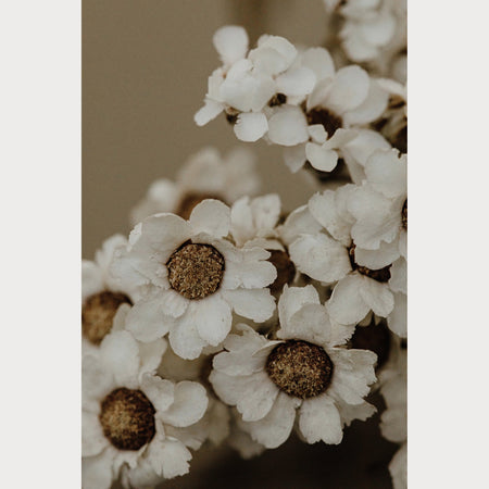 Founders Collection - 8