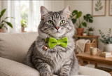 Anypet Large Beige Bow Cat Collar with Safety Buckle, Bell & Durable Adjustable Strap – Stylish Comfortable Pet Accessory for Cats