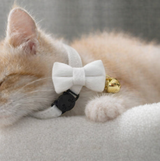 Anypet Large Pure White Bow Cat Collar with Safety Buckle, Bell & Durable Adjustable Strap – Stylish Comfortable Pet Accessory for Cats