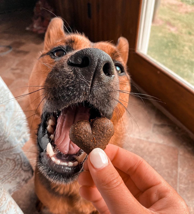 Dog eating a tasty, natural, healthy soft dog training treat