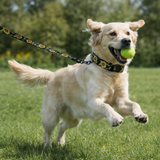 Anypet Dog Collar and Leash Set – Black Sunflower Harness Lead for Training & Walking
