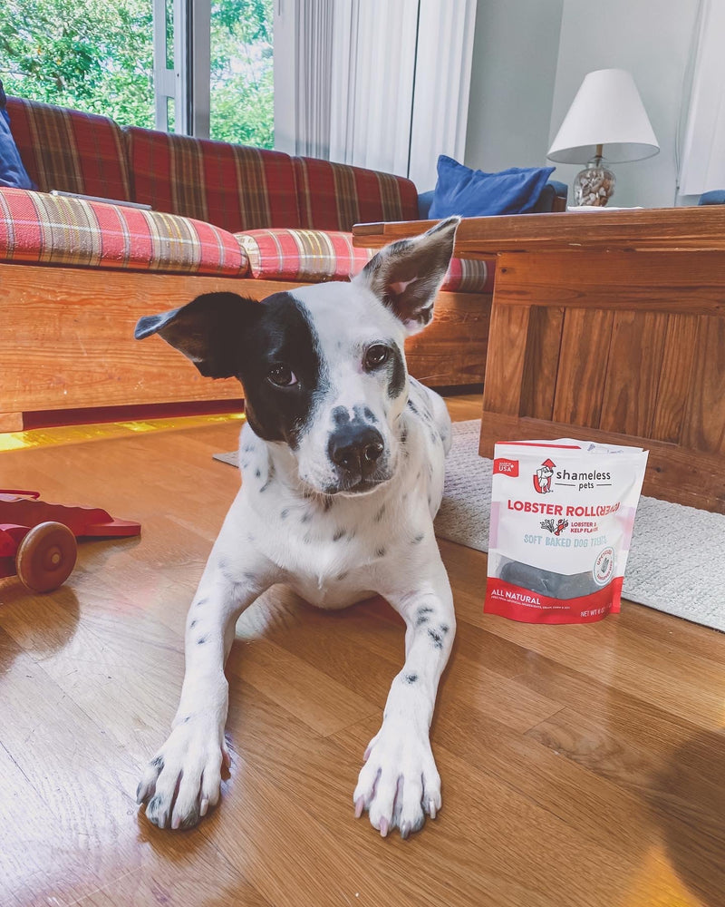 dog in living room with bag of lobster rollover pet treats made in USA