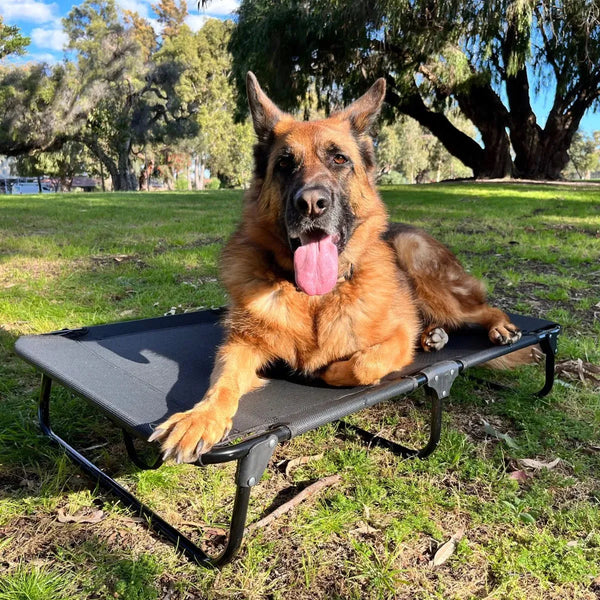 Foldable Elevated Dog Bed